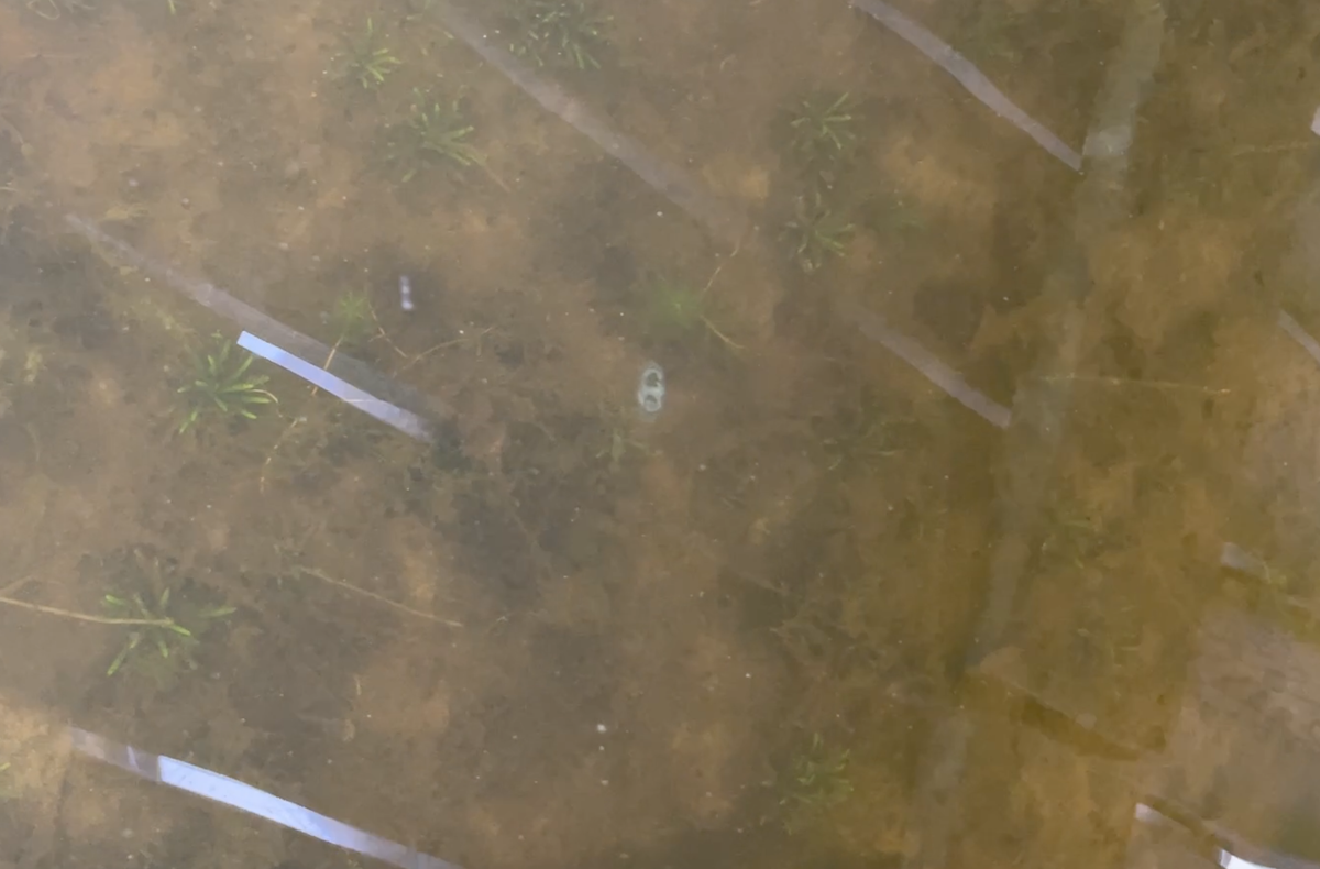 Freshwater Jellyfish in Michigan